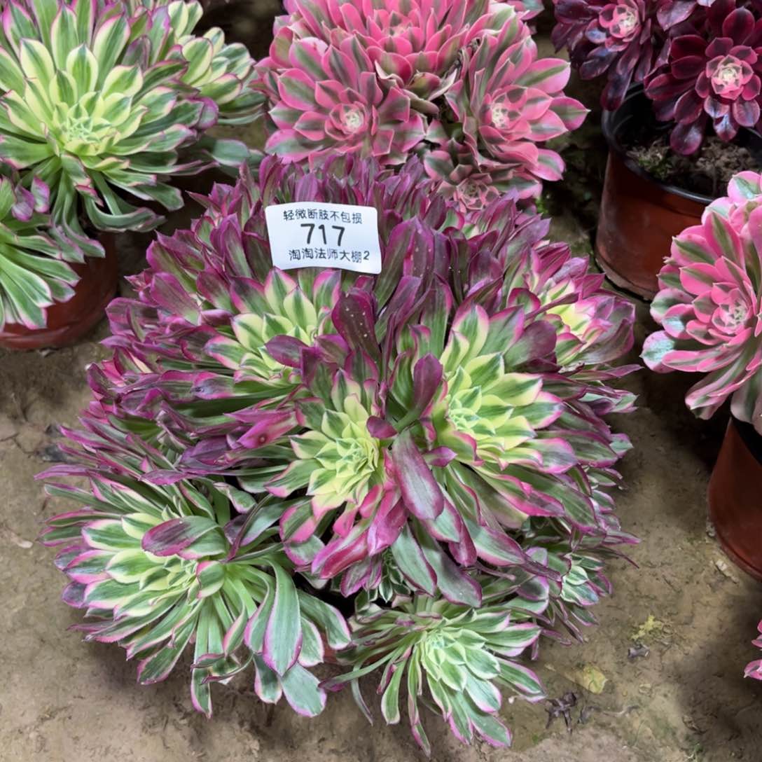 717天合多肉植物法师