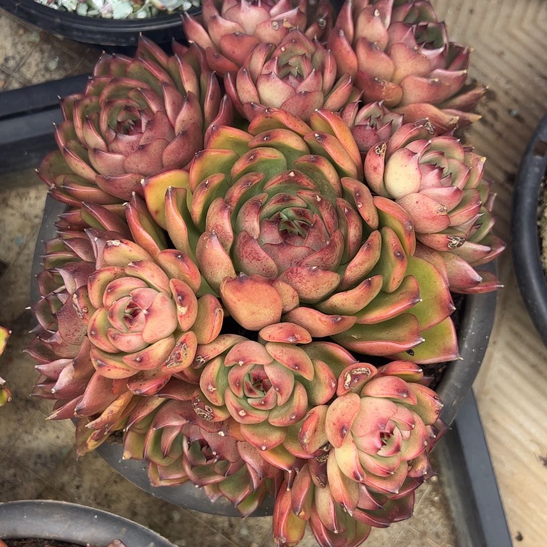 东云杂大群，一物一拍