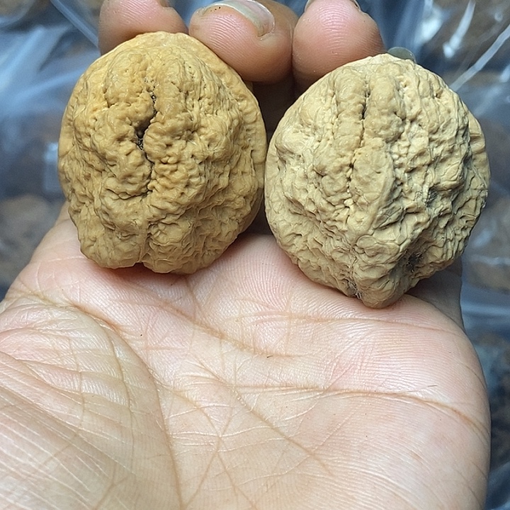 文玩核桃把件云南铁核桃基地5