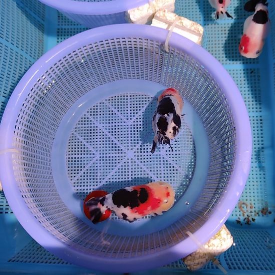 金鱼047兰寿两只特价顺丰包邮