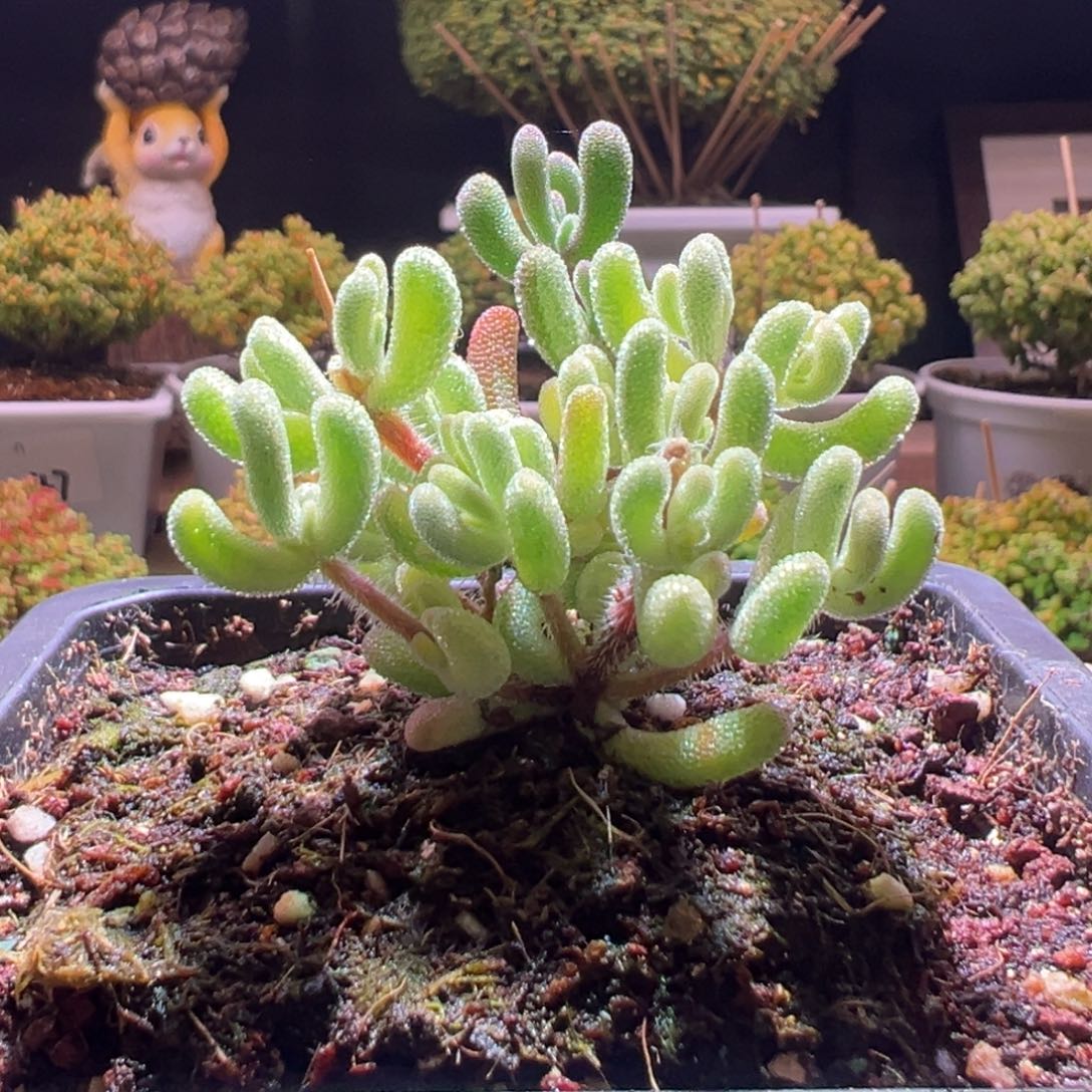 68超白一物一拍带盆土发货