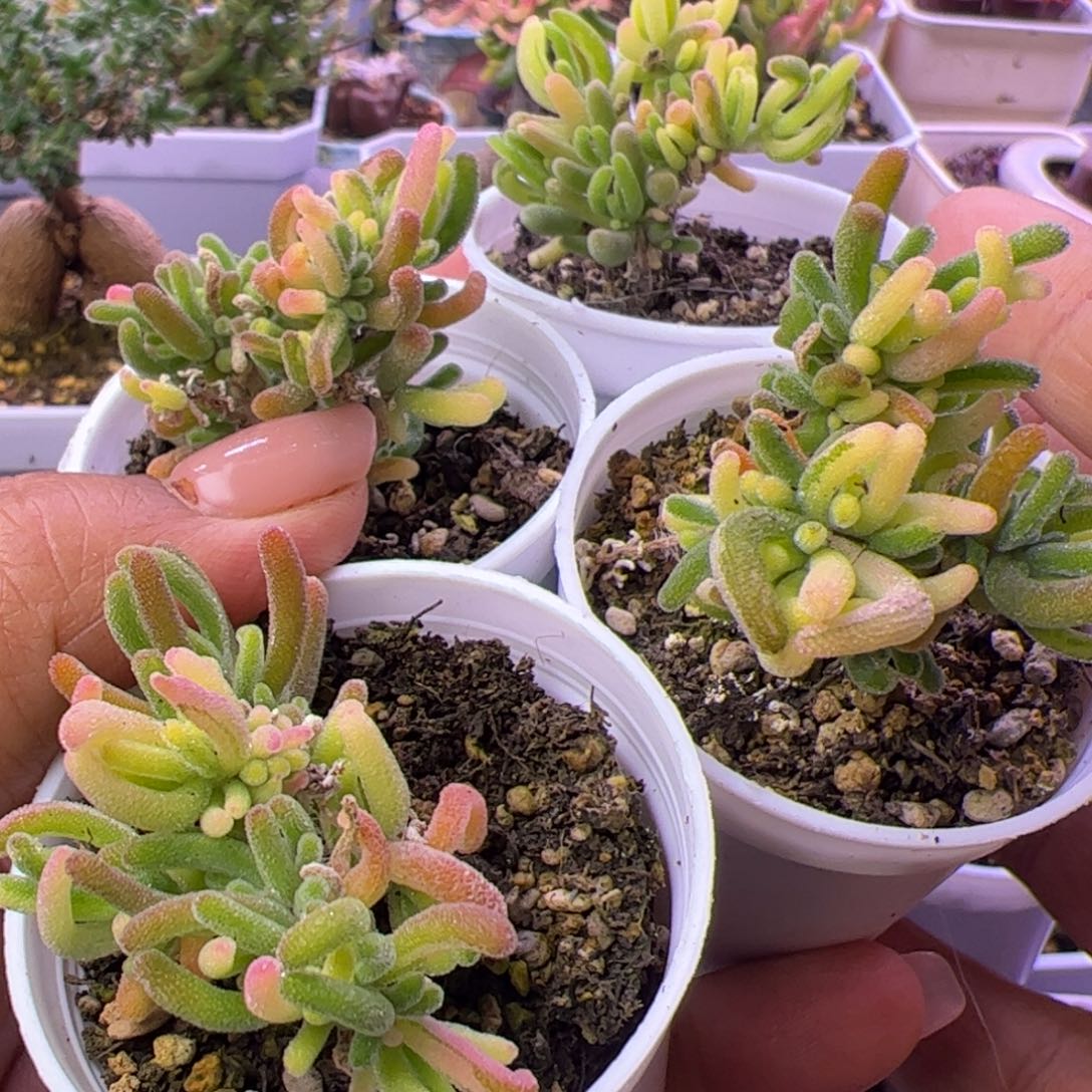 豆***儿多肉植物枝干荧光兔锦