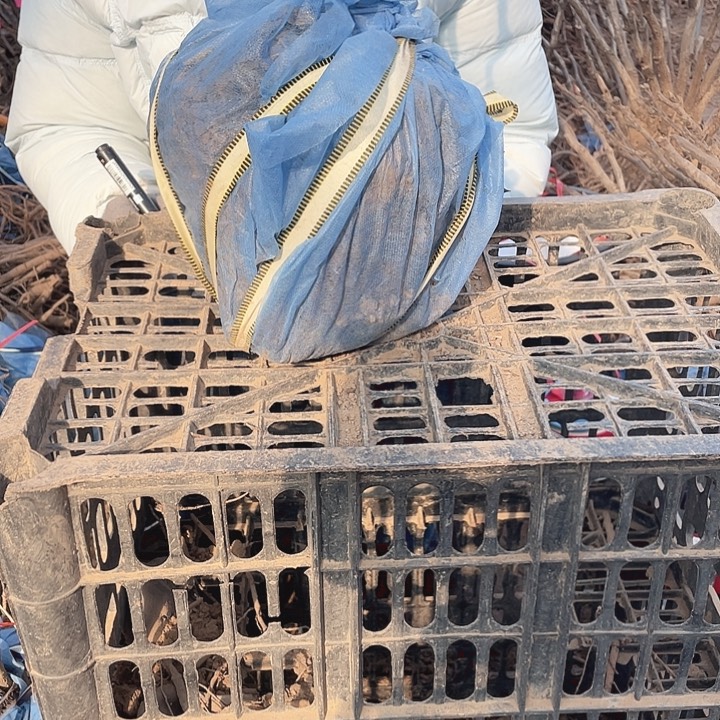 完全开放牡丹花开