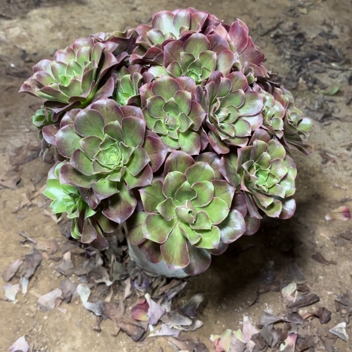 多肉植物法师魅金21