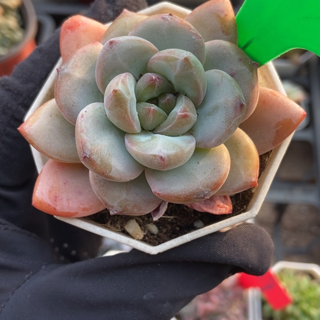 123星星雪多肉植物