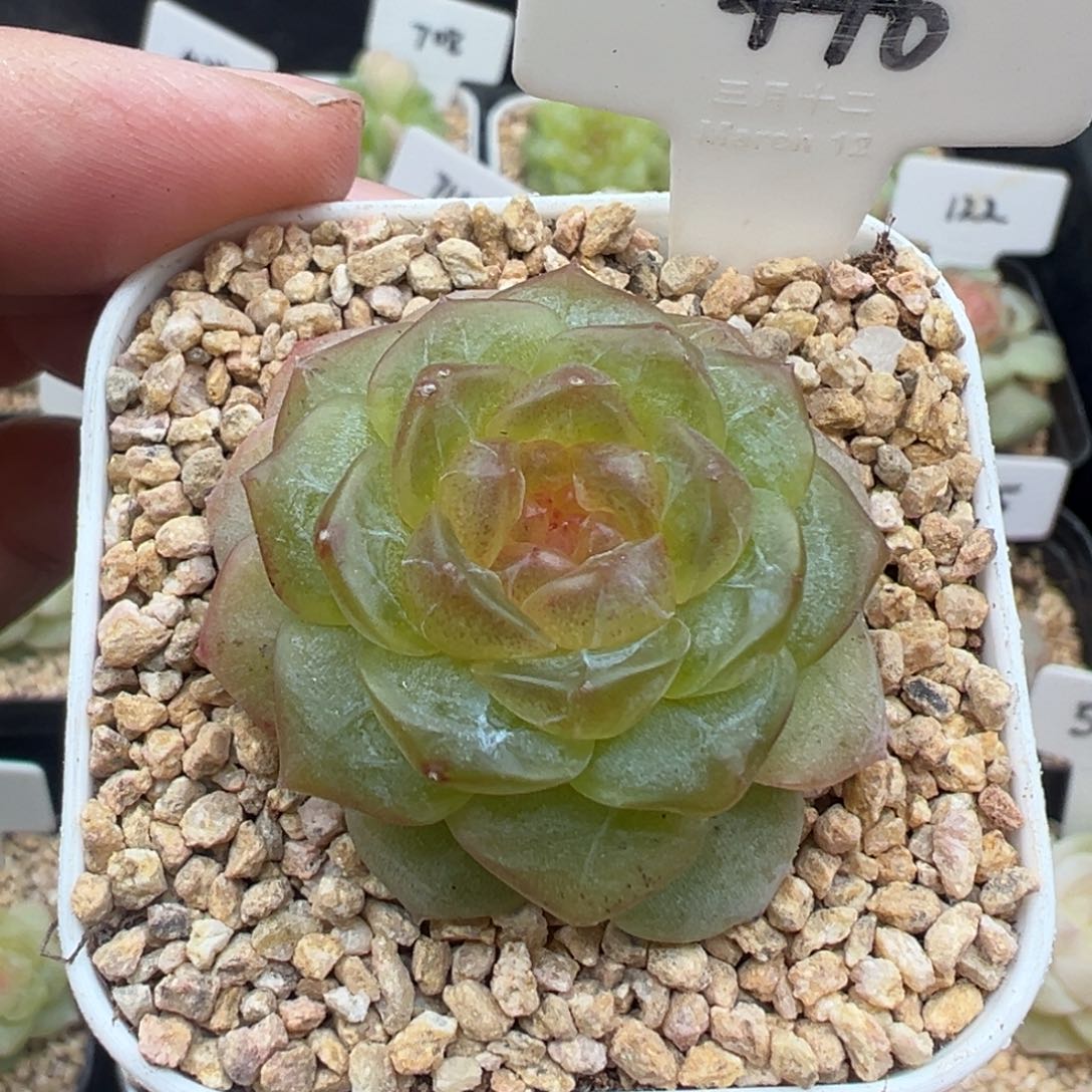 446号无尽灯 晗雨多肉