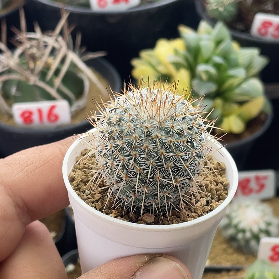 实生长刺幸福丸仙人球