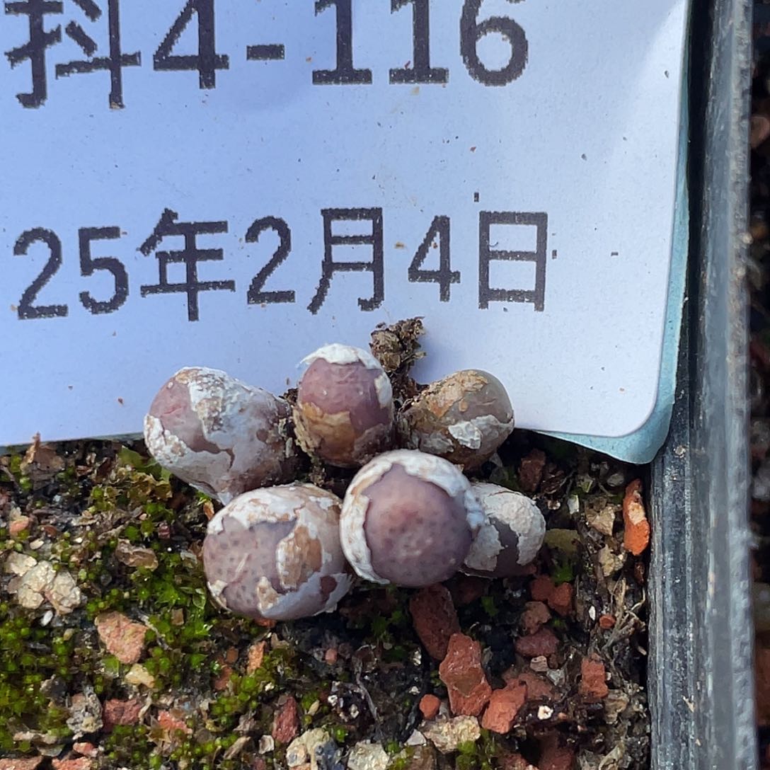 4-116猪皮多肉植物