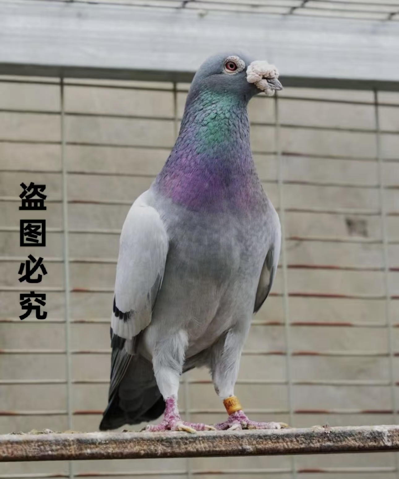 直播间专属链接，幼鸽，种鸽，成绩鸽，