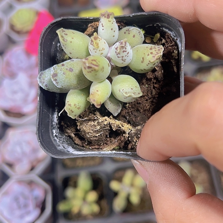 海豹精品多肉植物