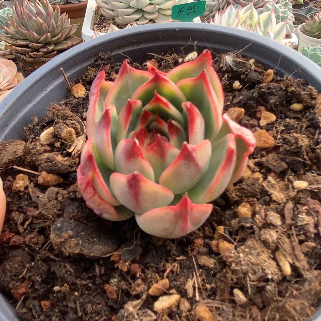 113桃花锦锦锦锦锦锦锦