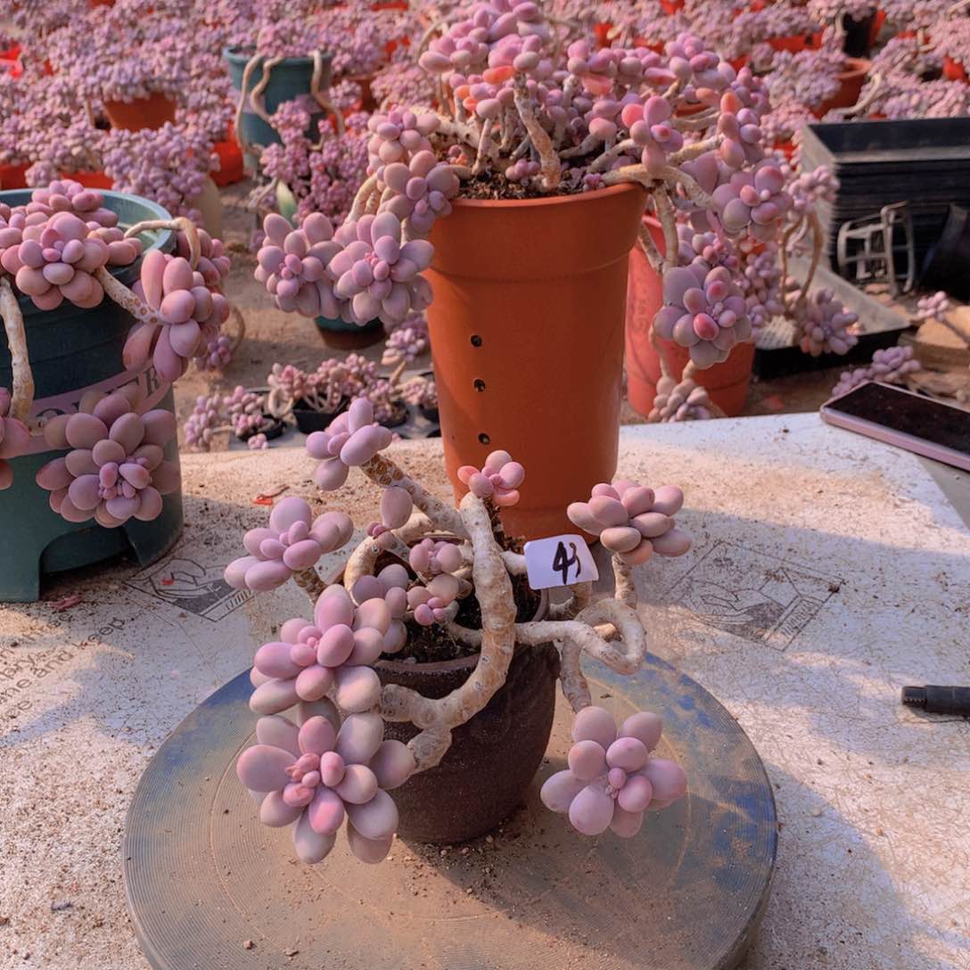 43一物一拍桃蛋不带盆