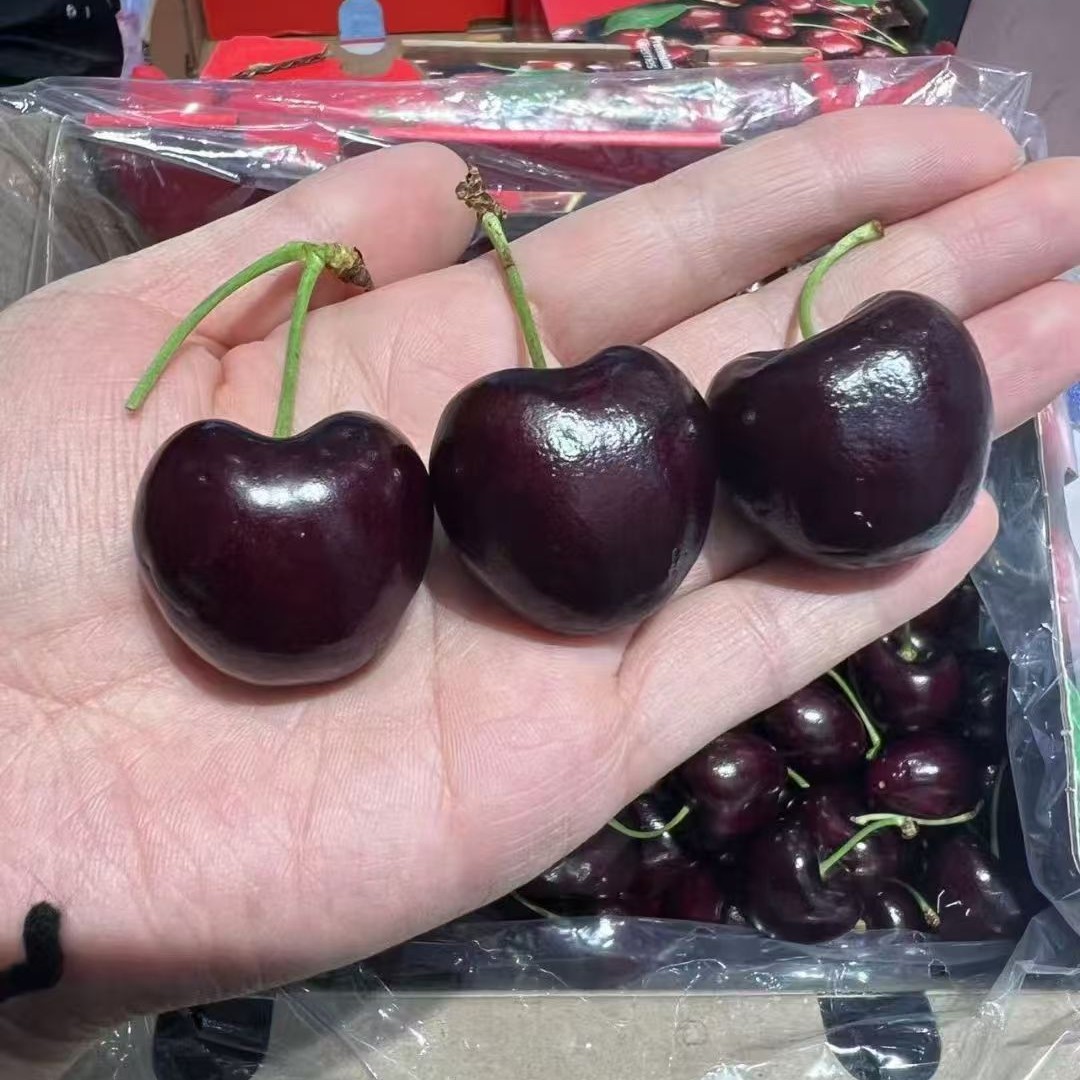 智利车厘子4J鲜果500g果身轻微压痕属于正常现象桑提娜智利