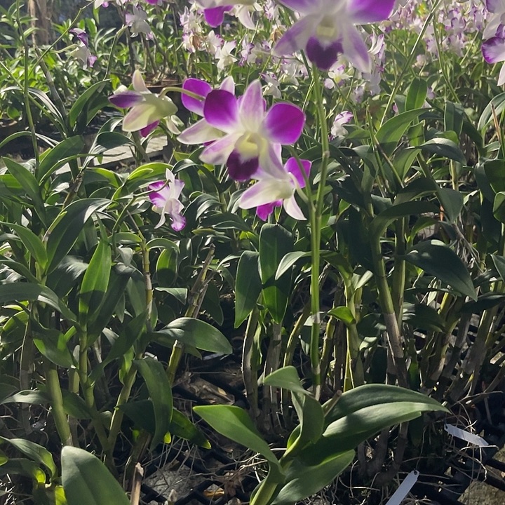 当前无花朵，栽培后可花朵海洋泼反祖121