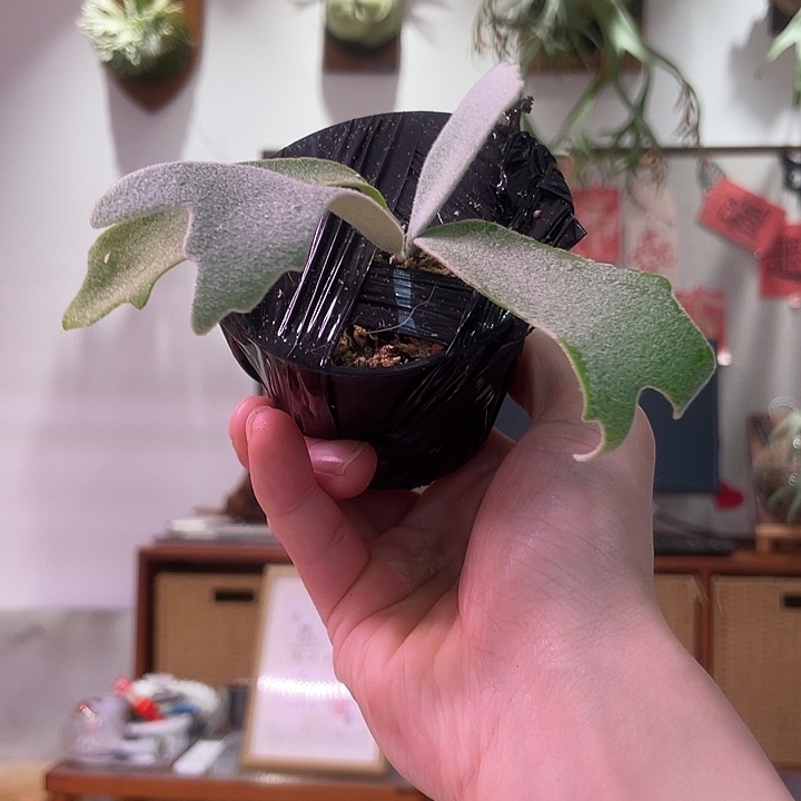 无花朵月光孢子苗优选