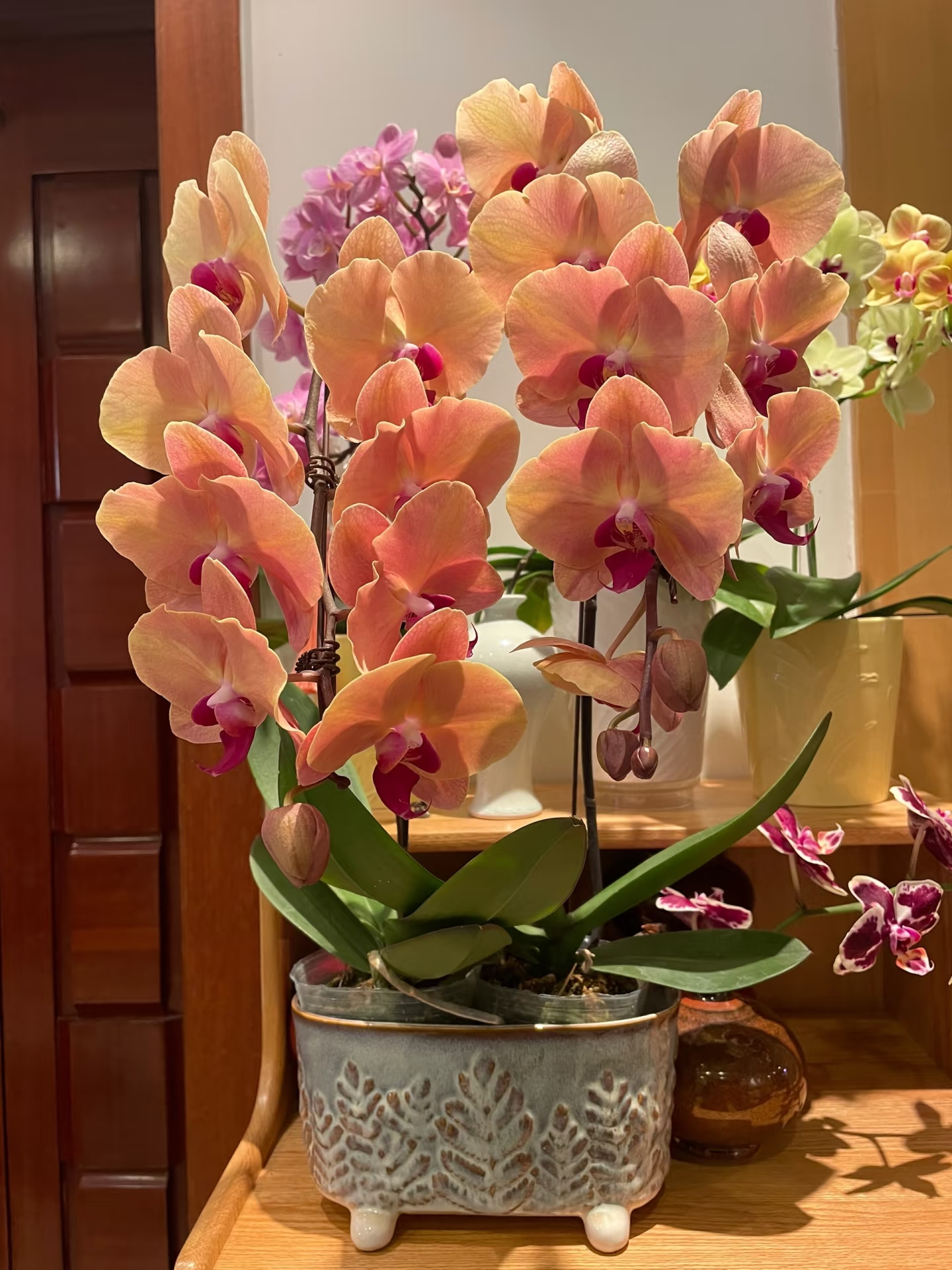 带剑《芳美钻石》2.8寸蝴蝶兰，苗情很好没开花