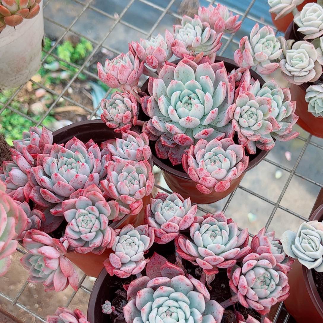 霜花造型精品特价二盆