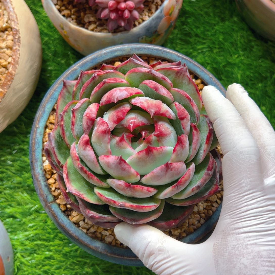 惊鸿111111111111--