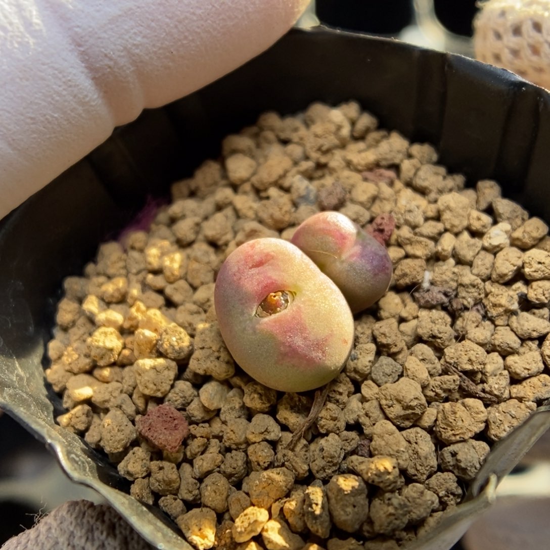 多肉植物肉锥杂交K-933