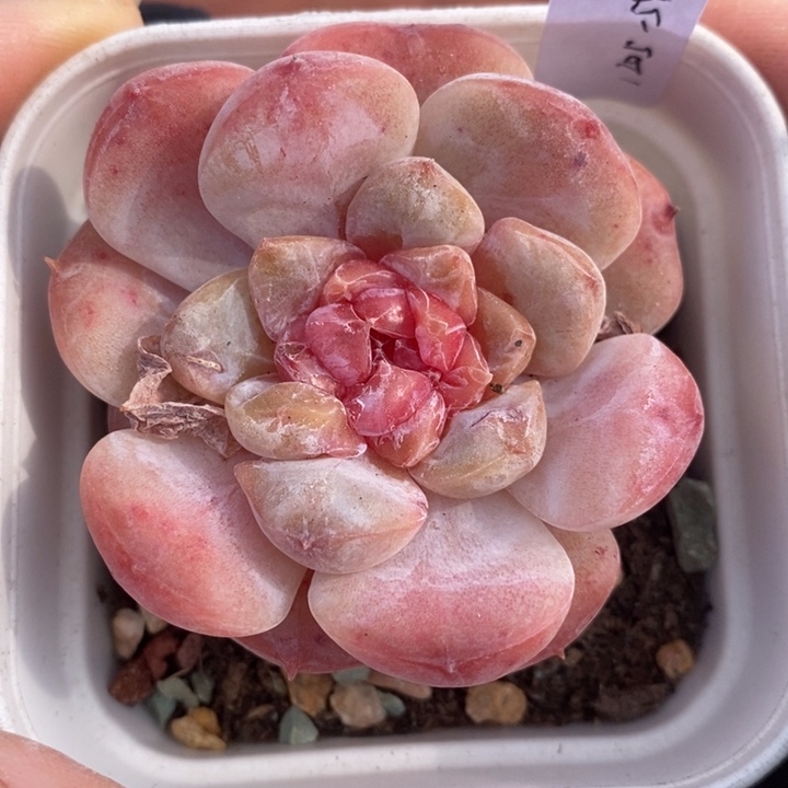 1205-540，糖心多肉