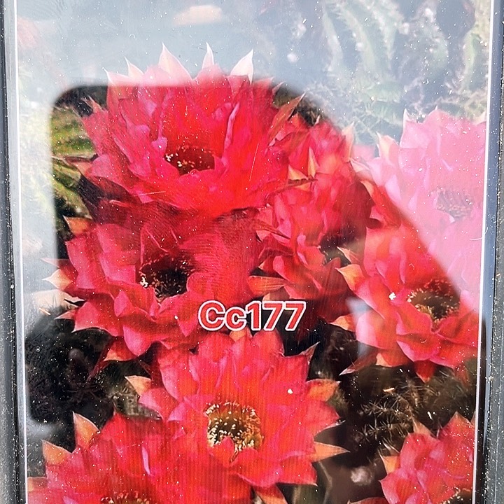 cc177自根9公分左右