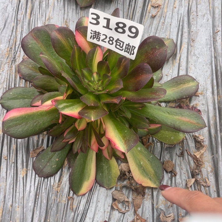 3189二号棚流星雨M