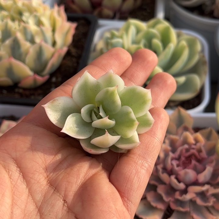 呼*寒酥锦一颗价格发货