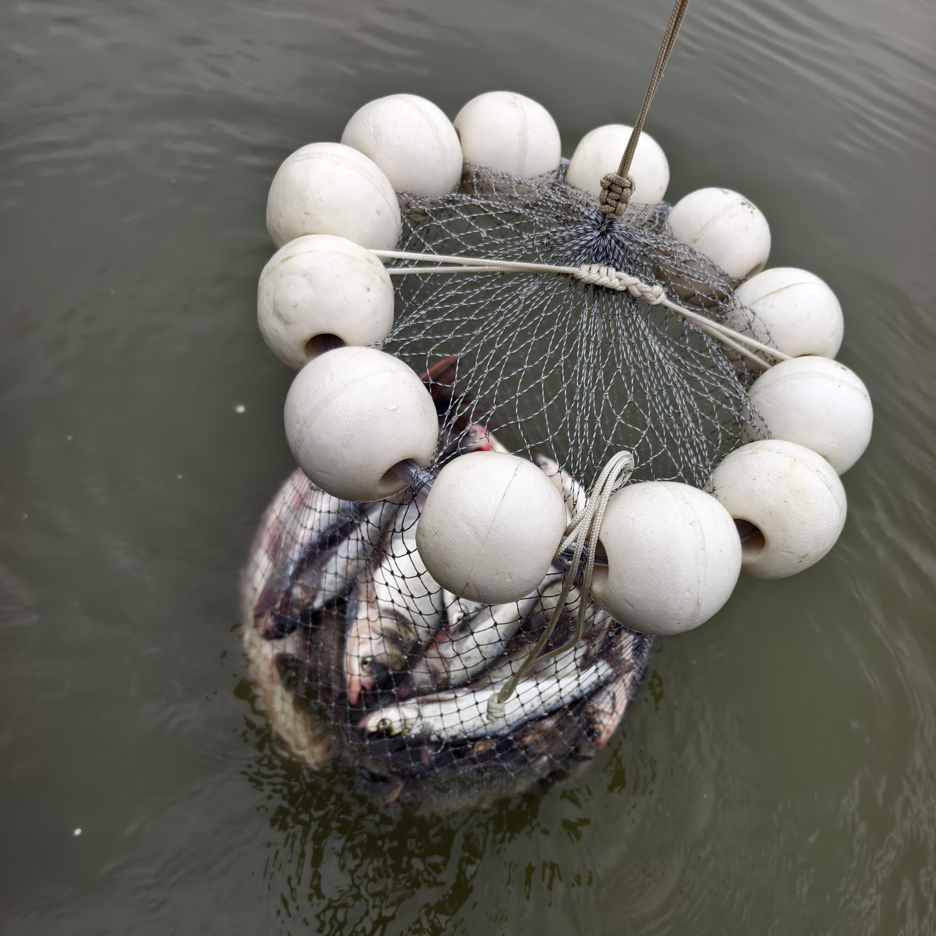 活水鱼护 捕鱼网兜 大力马网兜 大力马鱼护 钓鱼鱼护 抓鱼用网兜