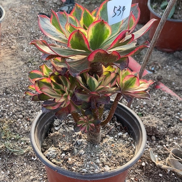 静***l法师植物魅影法师534