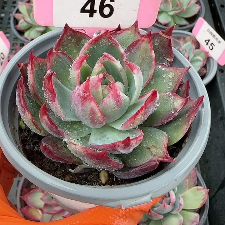 46 惊鸿仙子多肉植物6-9cm