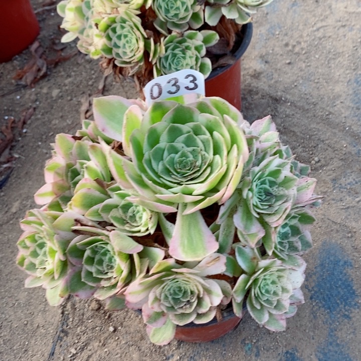 033倾城多肉法师植物