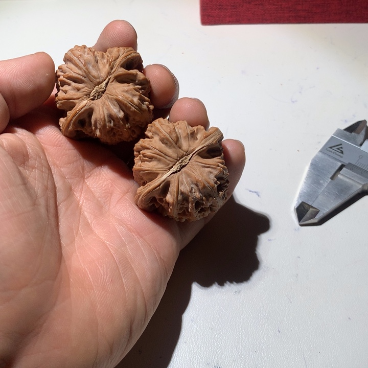 把件文玩核桃淄****制白狮子