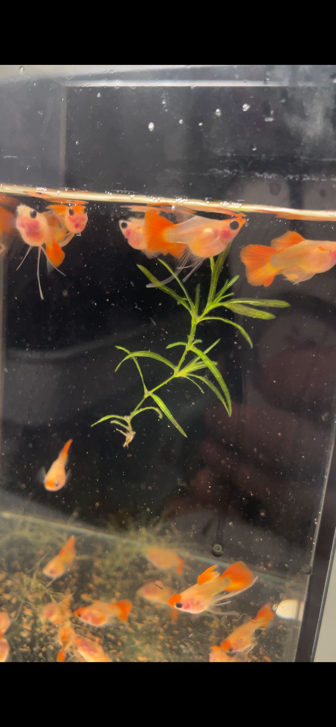 鱼房精品孔雀鱼.直播间专属价格