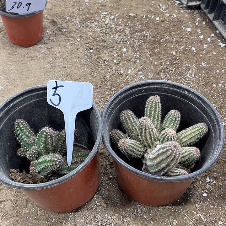 马尔文，林肯的害羞两颗5号不包破损