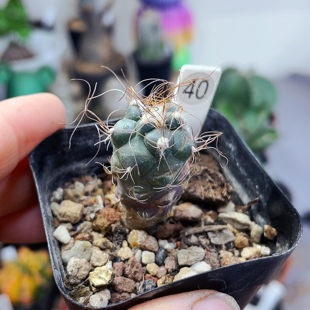 非偏远地区满25包邮仙人球