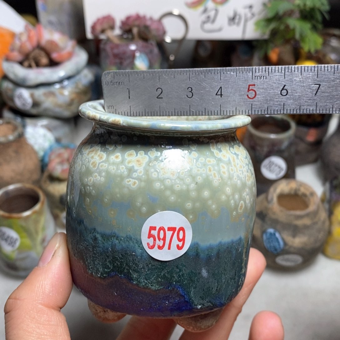 花盆拍3送一个小礼物