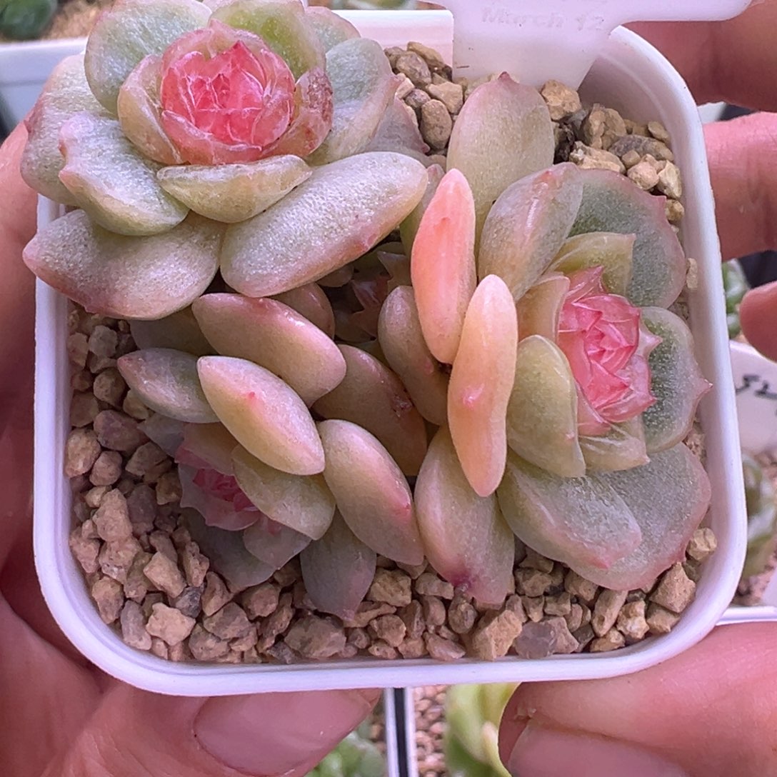 133号彩色恋人晗雨多肉
