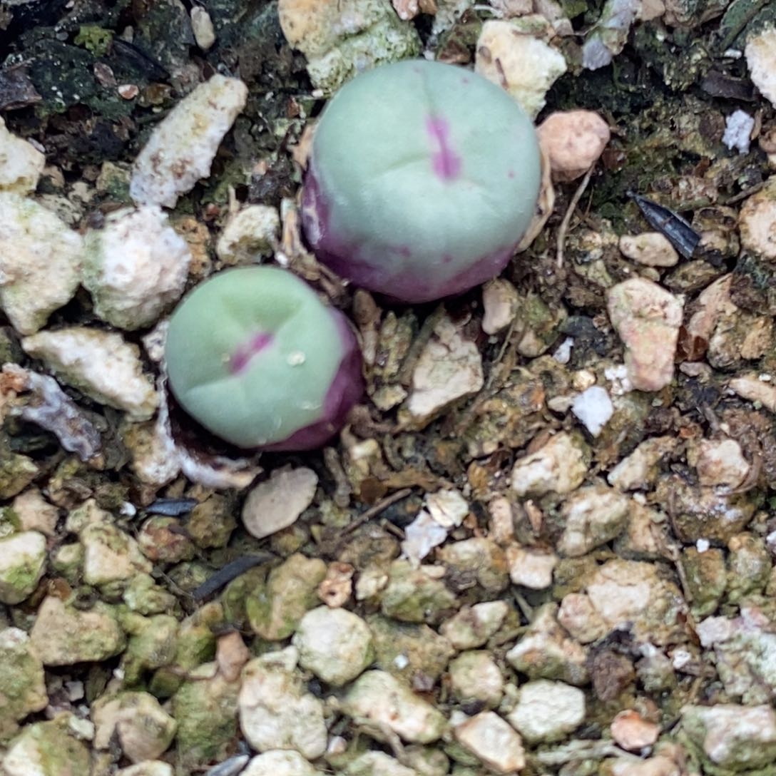 1591一颗一颗一颗