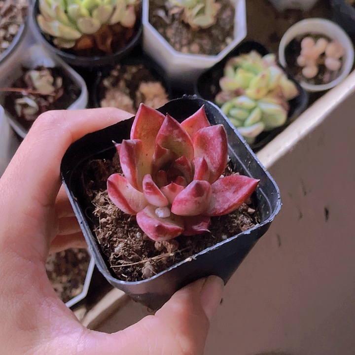 精品罗密欧带盆土发