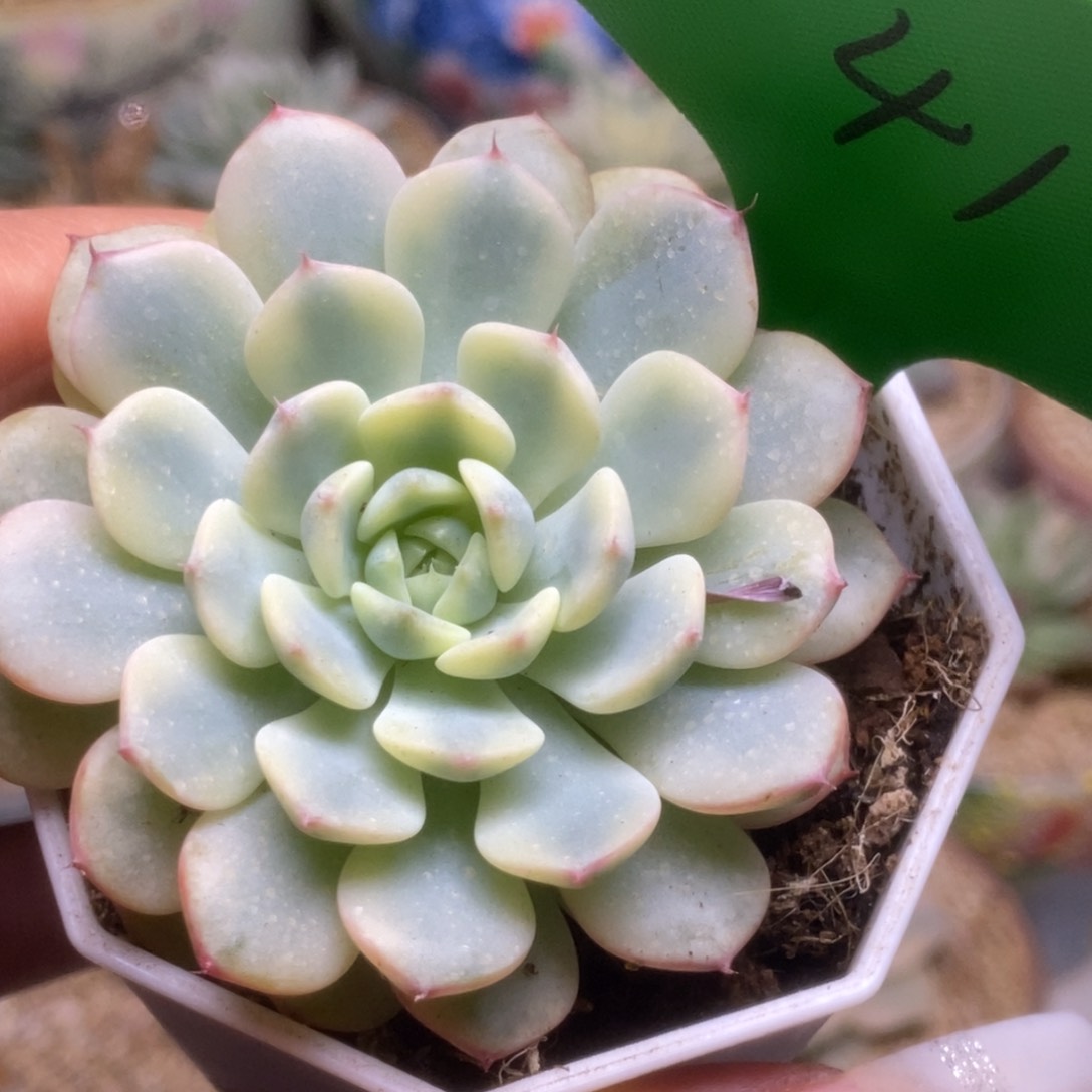 41姬莲锦锦锦锦锦锦锦