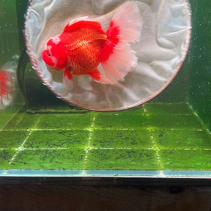 金鱼百褶泰狮压成39