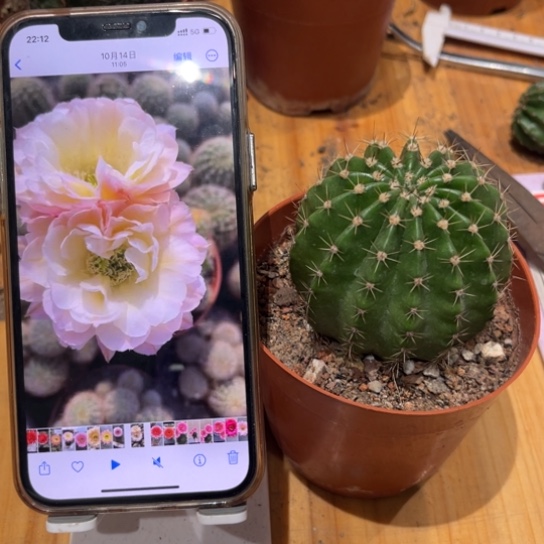 彩草比心6-7公分左右