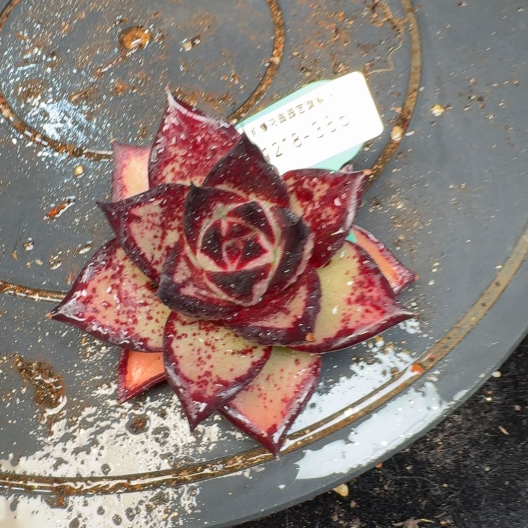 从前慢多肉精选编号1218.386