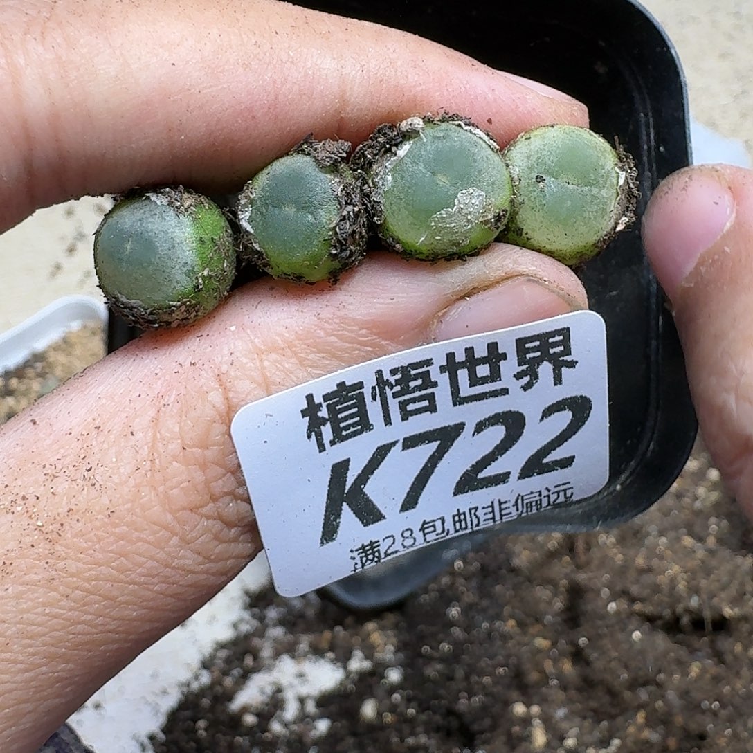 多肉植物的人啊fgh