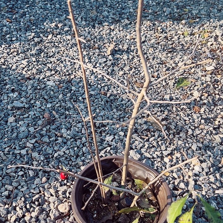 斯***儿无花朵哈哈哈哈哈哈哈