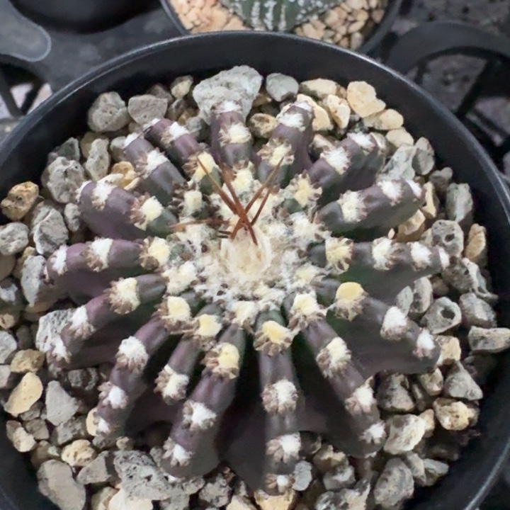 奇特球实生仙人球 