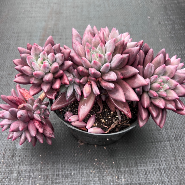 水晶球杂美人系多肉绿植直播间为准