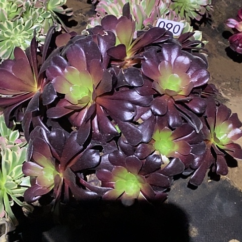 多肉植物法师90欧资