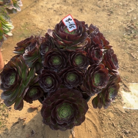 8-65黑魔处理不包售后多肉