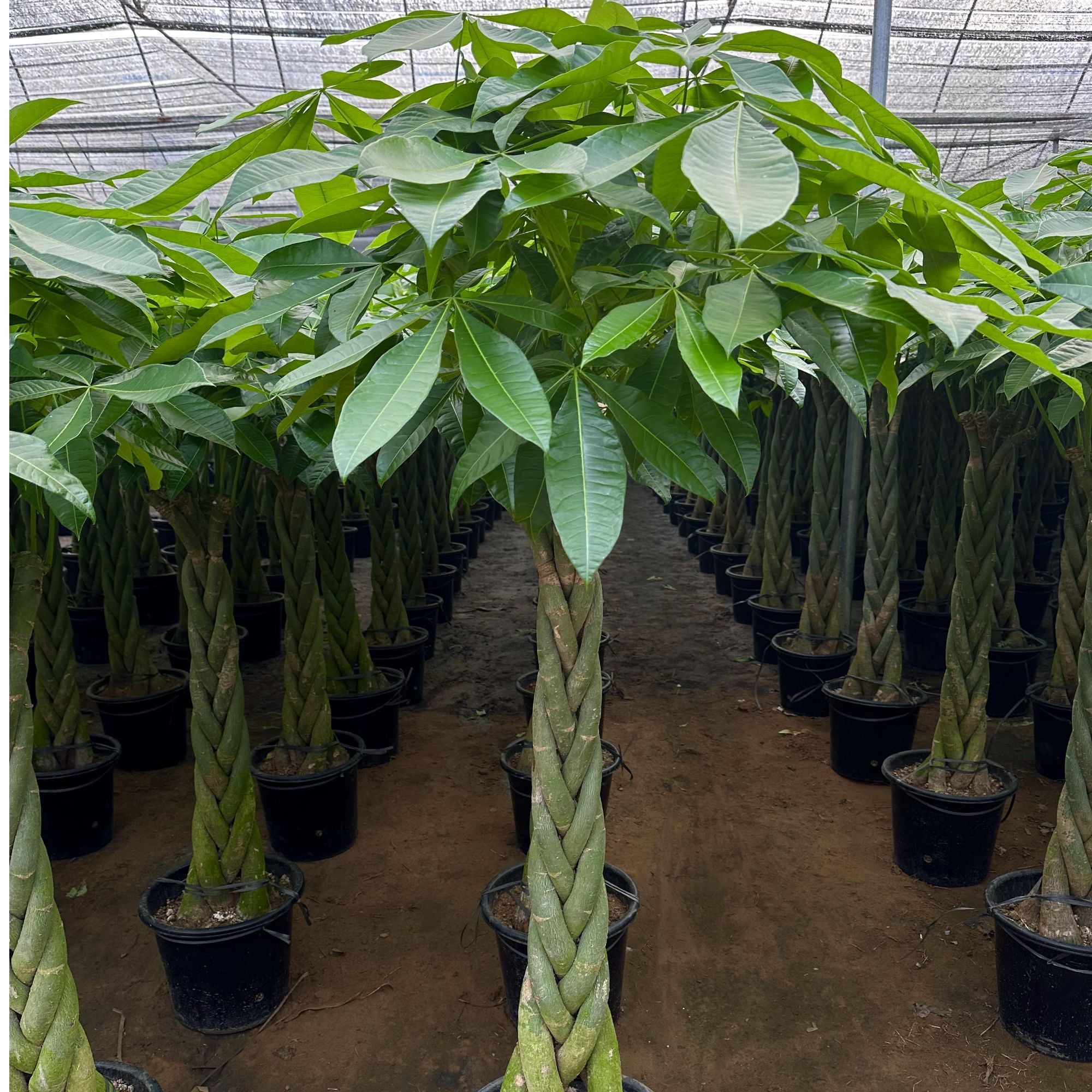 联合盛发财树五福发财树大型植物开业乔迁居家绿植客厅办公室易养